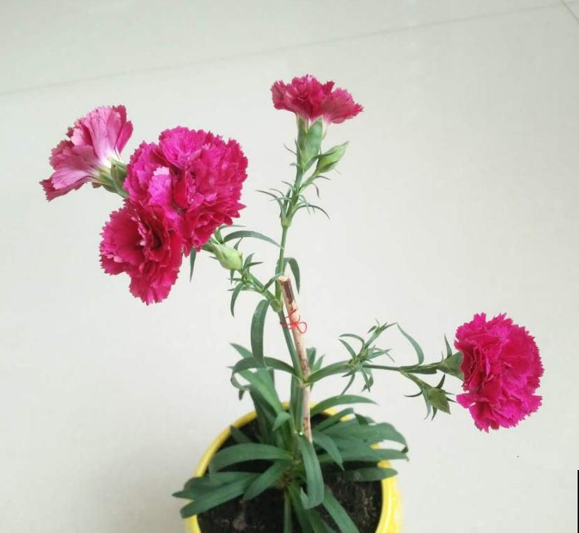 养康乃馨很省心,施点肥料蹭蹭长,坐等开花! 养康乃馨很省心,施点肥料蹭蹭长,坐等开花!