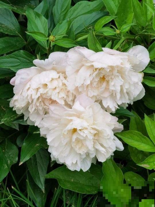 3种花冬天会“假死”，千万别丢掉，明天春天照样活！