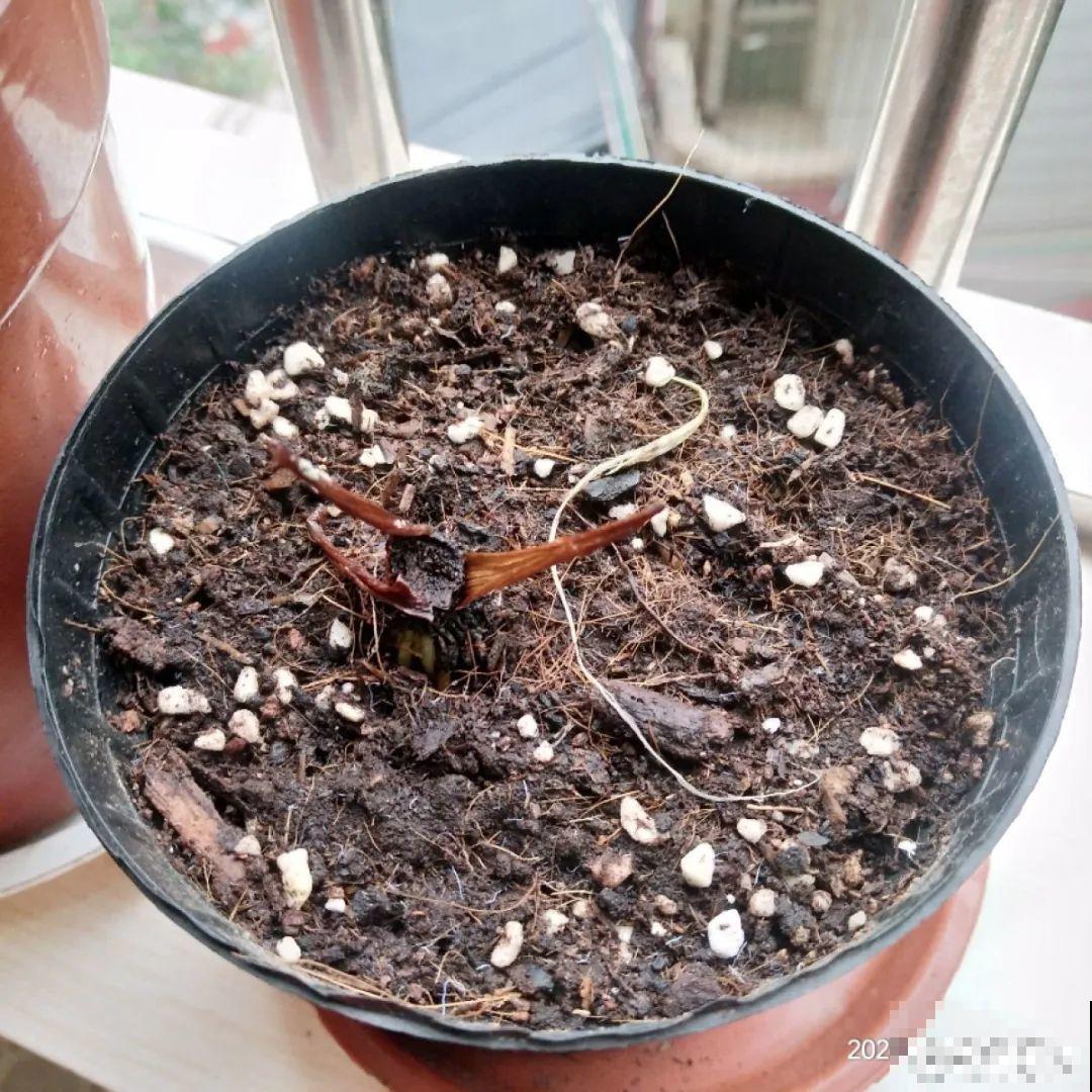 杀虫的好时机到了,虫卵一窝端,来年再也不生虫! 杀虫的好时机到了,虫卵一窝端,来年再也不生虫!