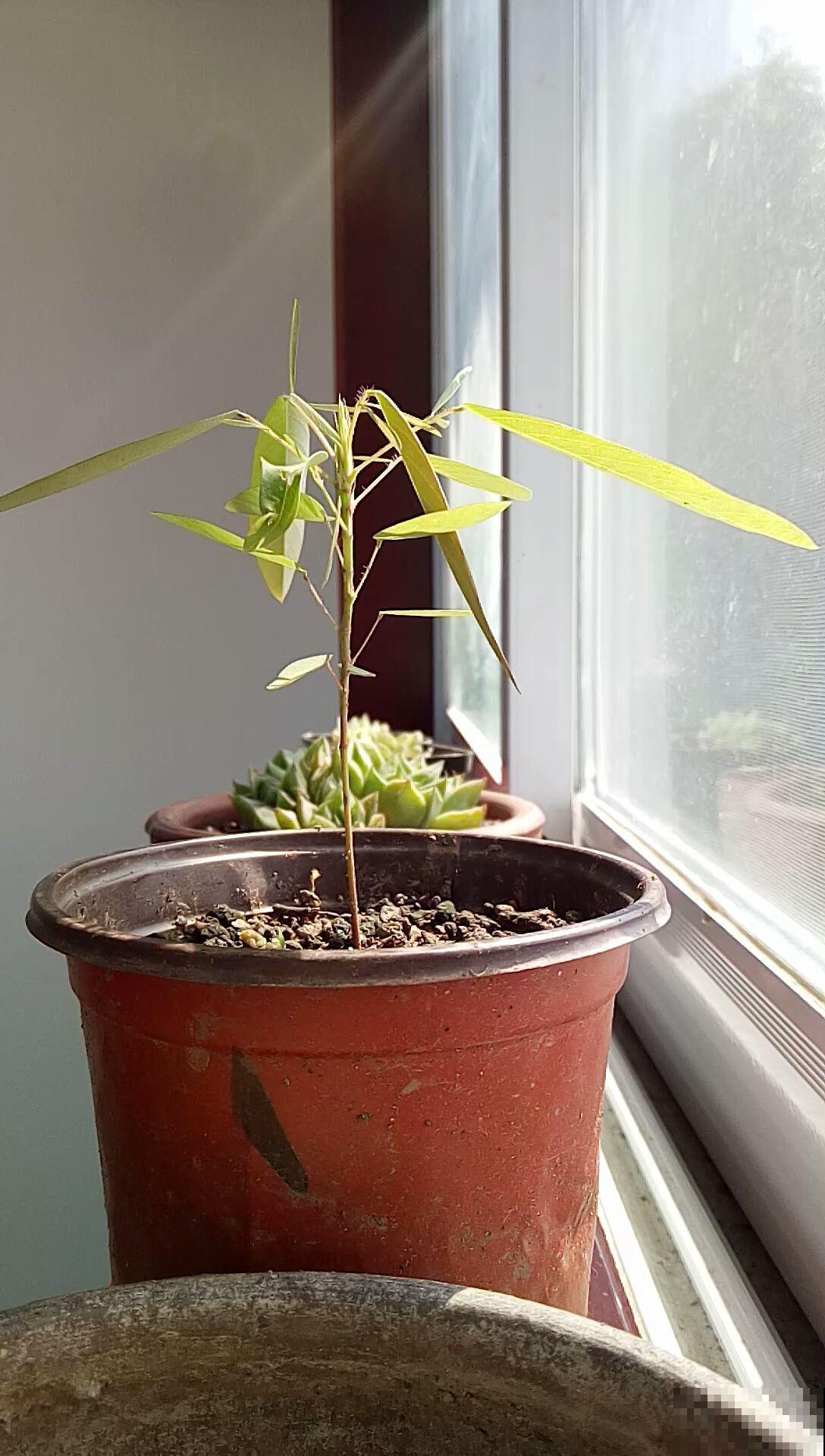 干不死的“九死还魂草”,放水里泡一泡,干草变成绿盆栽 干不死的“九死还魂草”,放水里泡一泡,干草变成绿盆栽