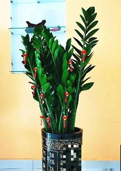 冬天就养耐阴花，没光也能开爆盆，扔角落自己疯长！