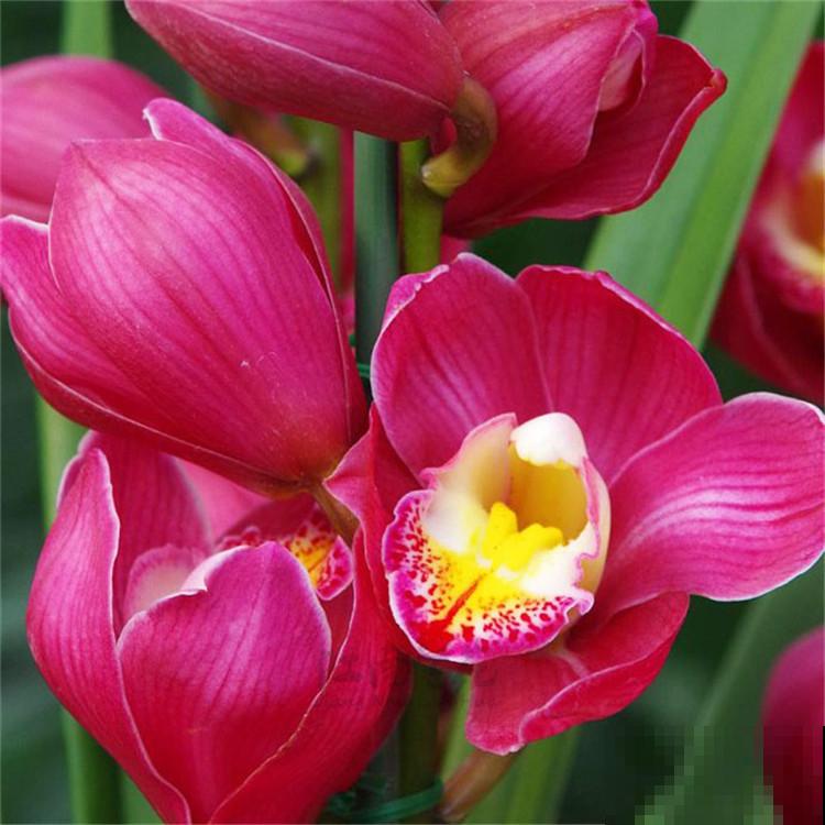 养兰花不如养这种花，花大如拳头，碾压其它年宵花！