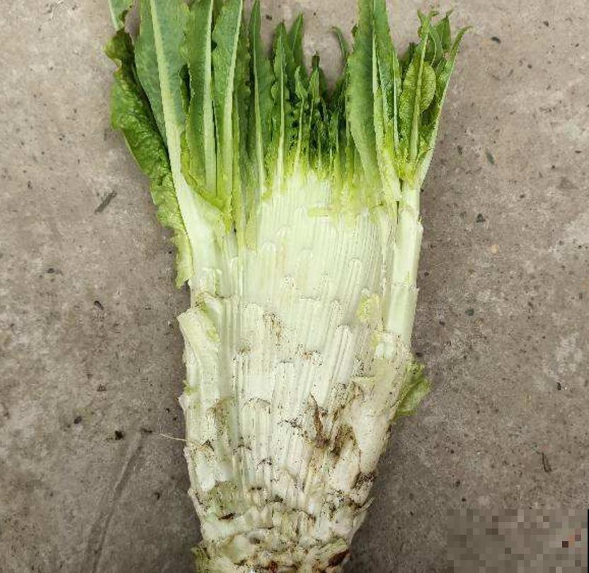 秋冬阳台种莴苣,覆层保鲜膜,再冷也不怕! 秋冬阳台种莴苣,覆层保鲜膜,再冷也不怕!