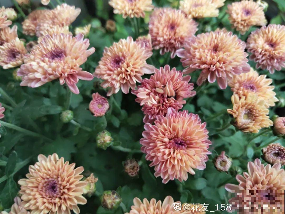 3种开花机器，喷点药水，杆子上全是花！