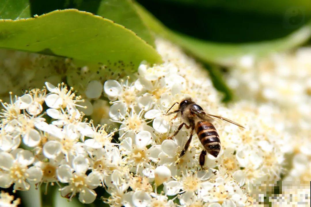 1种花叫大花犀角，闻久了头晕，家里养要小心！