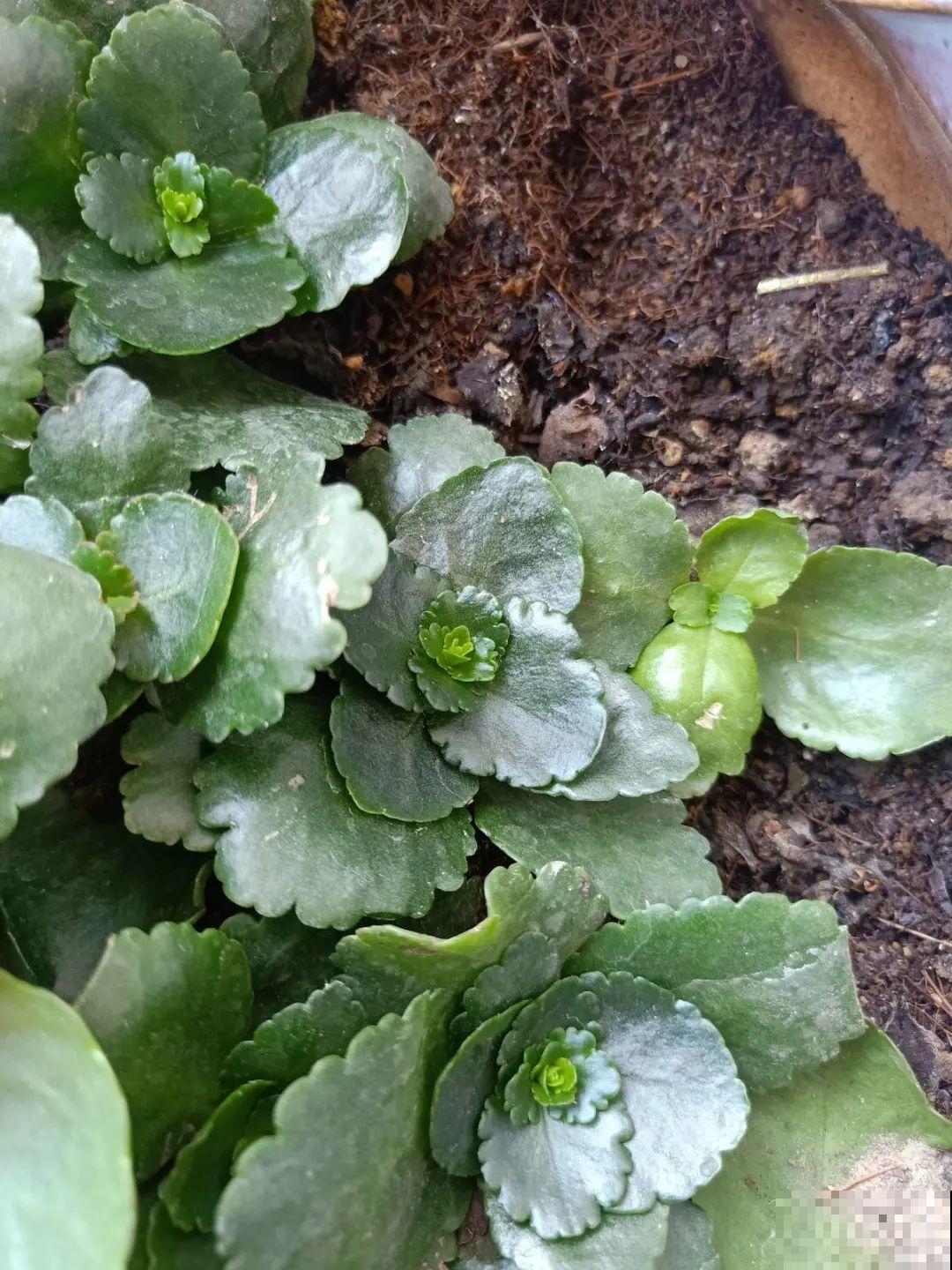 长寿花枝叶茂盛，就是不长花苞，到底怎么回事？