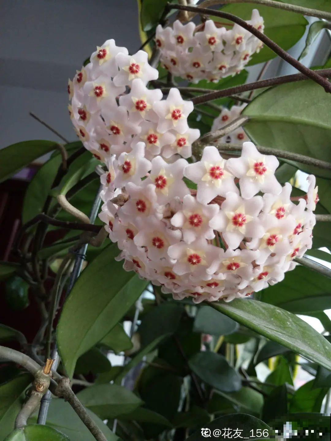 家里养棵球兰，开花漂亮，香味浓郁