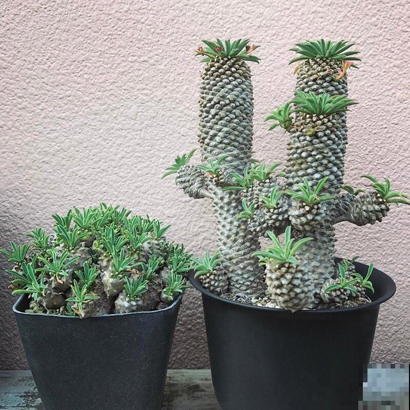 10种小众花，见过的人很少，养一盆特别有面子！