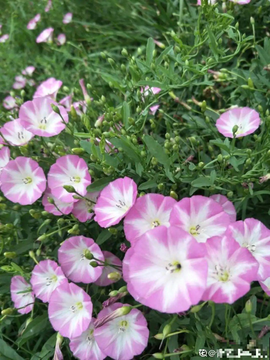 这种花很稀罕,以前喂猪没人要,现在抢破头! 这种花很稀罕,以前喂猪没人要,现在抢破头!