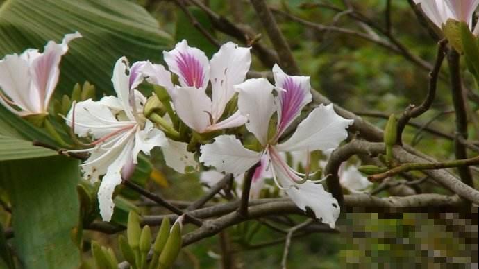 植物命名的5种方式,新奇有趣! 植物命名的5种方式,新奇有趣!