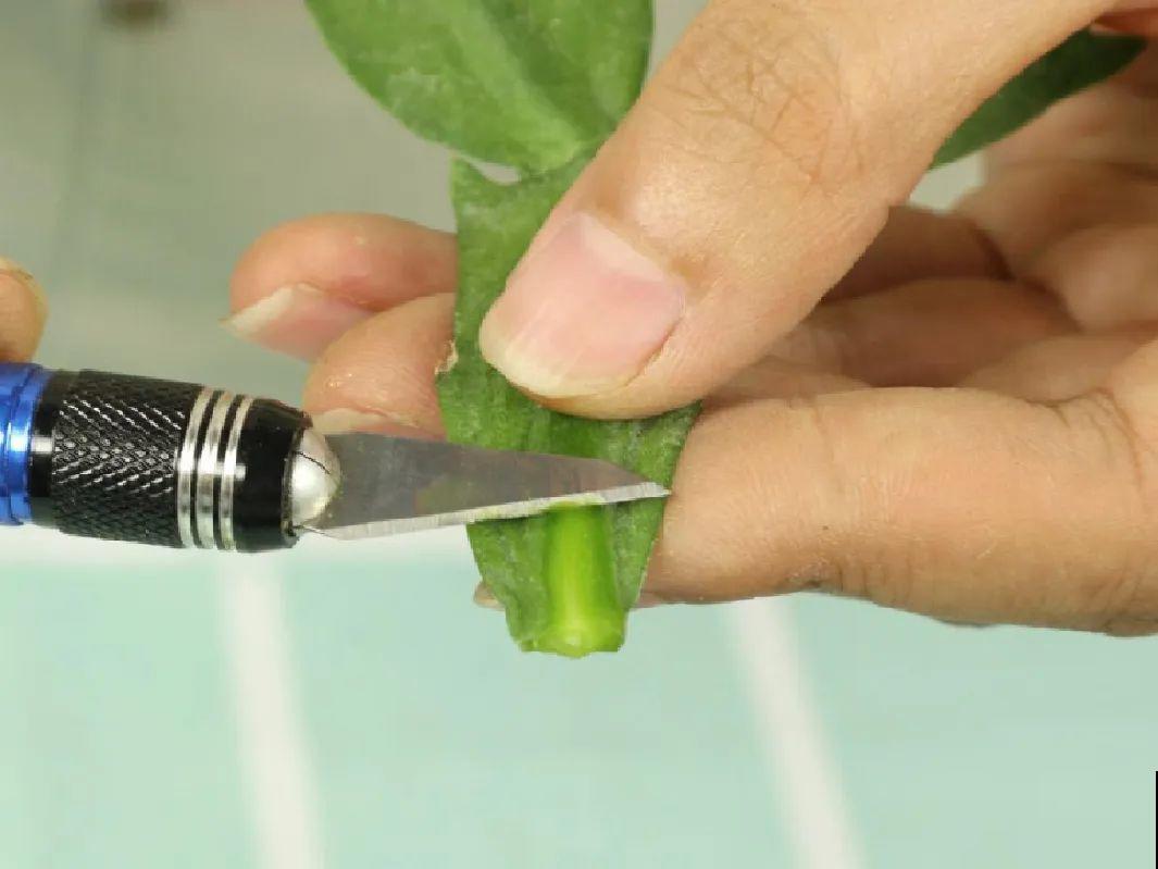 养了18年的仙人指，开花冲房顶，绝对是传家宝！