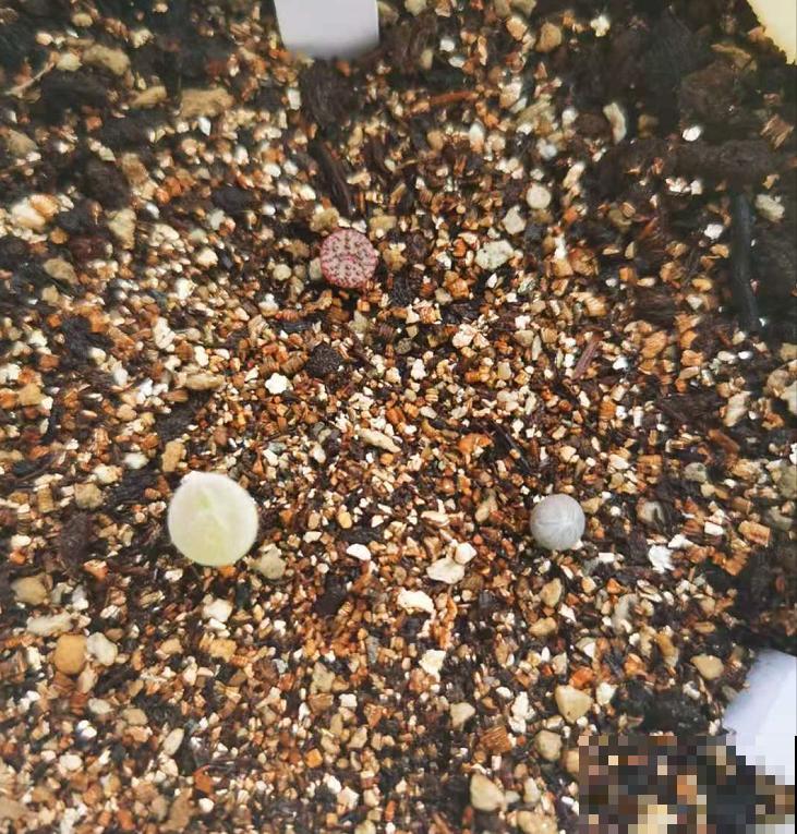 这种“小家伙”叫毛肉锥，毛茸茸，圆鼓鼓，比河豚还“霸气”！