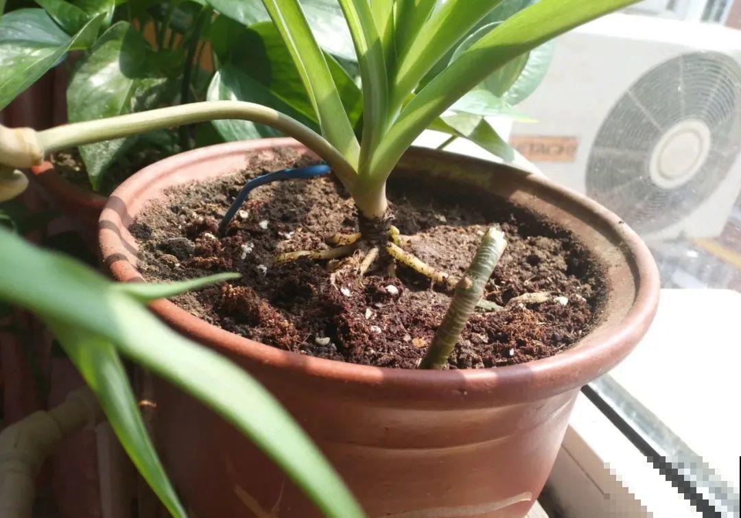 这种花就欠“拽”，没事拽拽根，变成老桩美到爆！