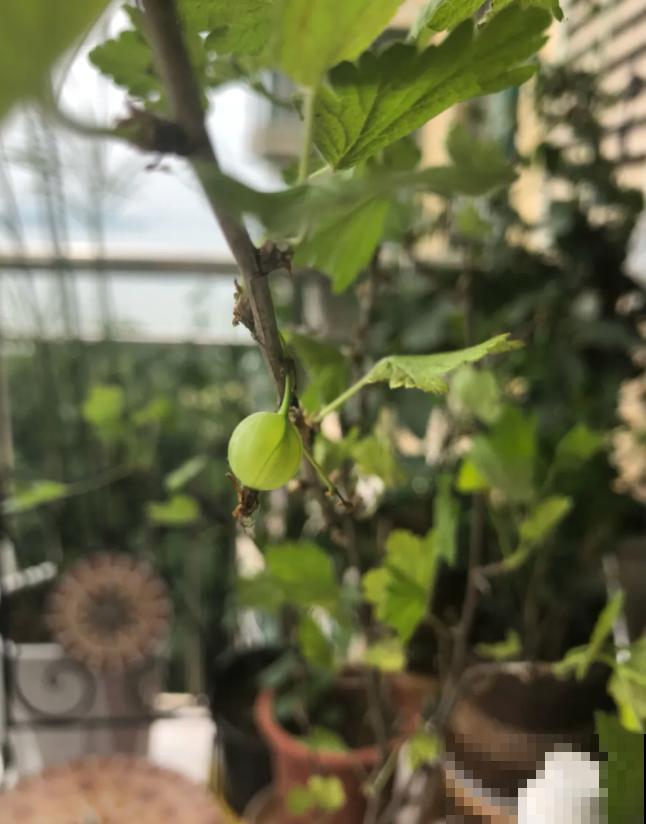 酸甜可口的灯笼果，市场价20一斤，在家种不花1分钱！
