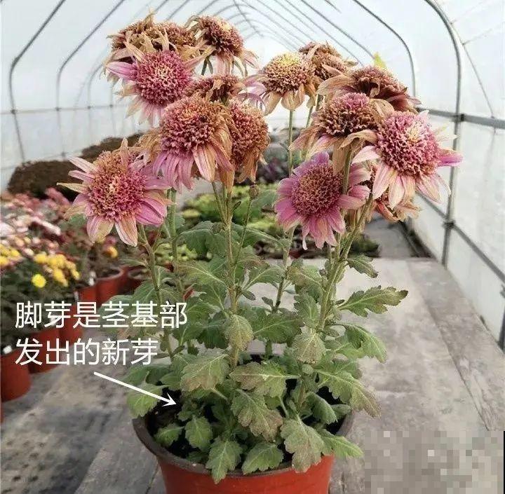 霜降来临，茉莉抓紧剪一波，更抗冻，好过冬！