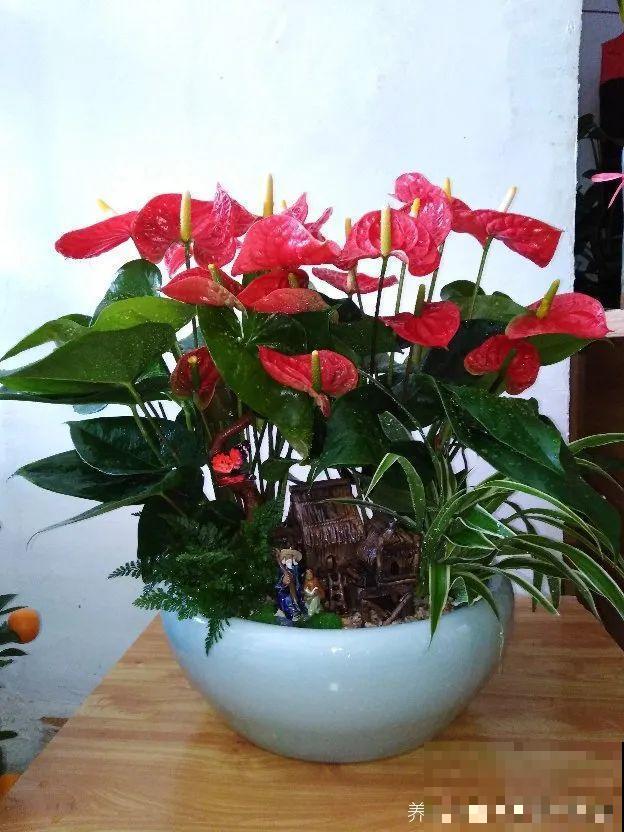 想省心就养这些花,没有病虫害,就爱开花! 想省心就养这些花,没有病虫害,就爱开花!