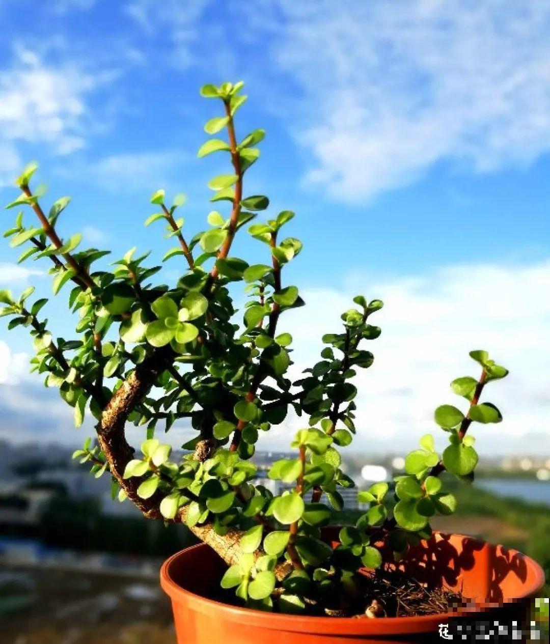 金枝玉叶开花了,特罕见,比雅乐之舞还美! 金枝玉叶开花了,特罕见,比雅乐之舞还美!