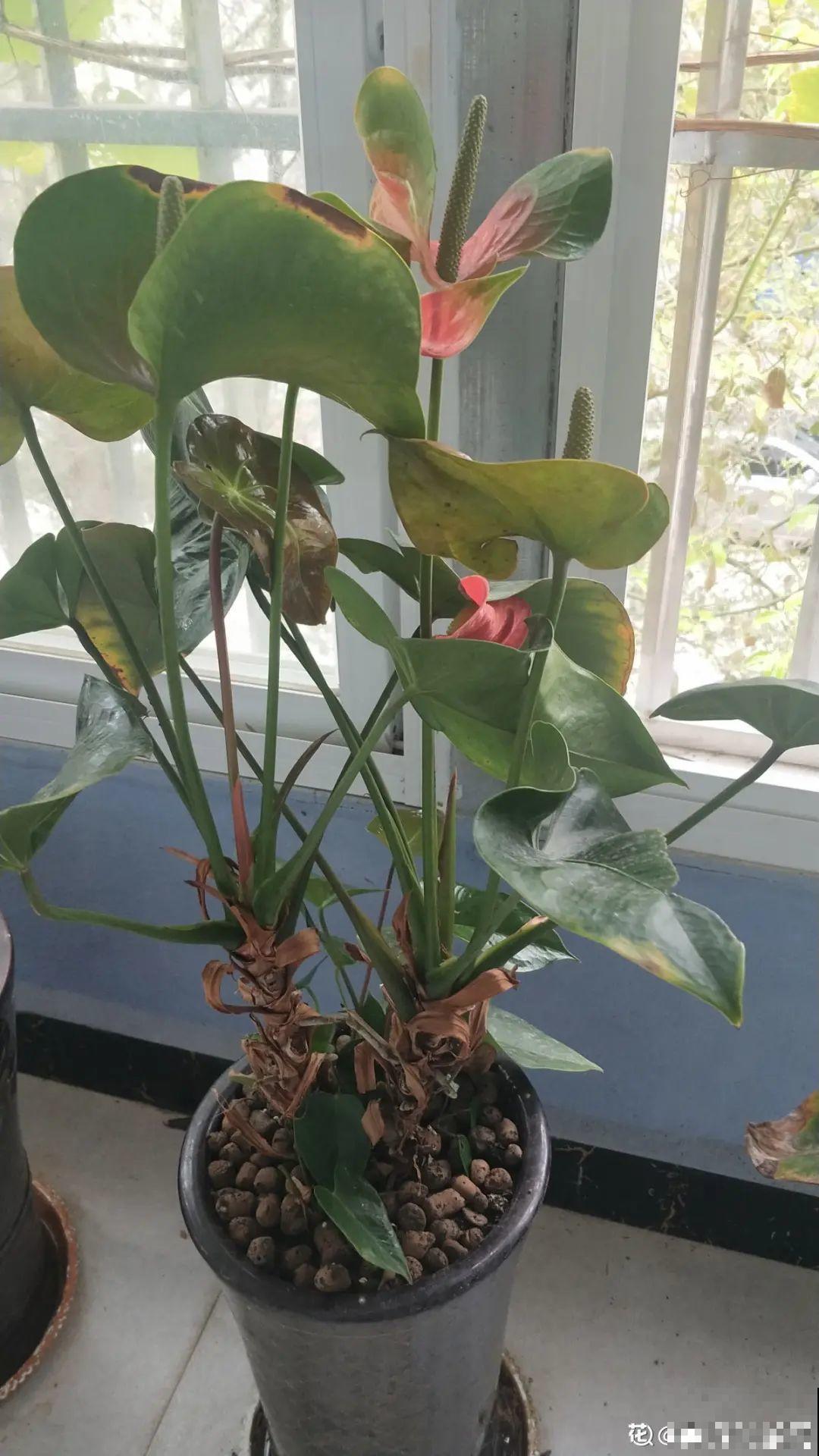 8种花，养嫩不养老，老了要多修剪！