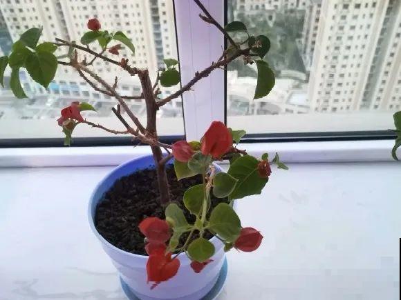 十月养这花,撸叶子、少浇水,10天冒出大花苞! 十月养这花,撸叶子、少浇水,10天冒出大花苞!