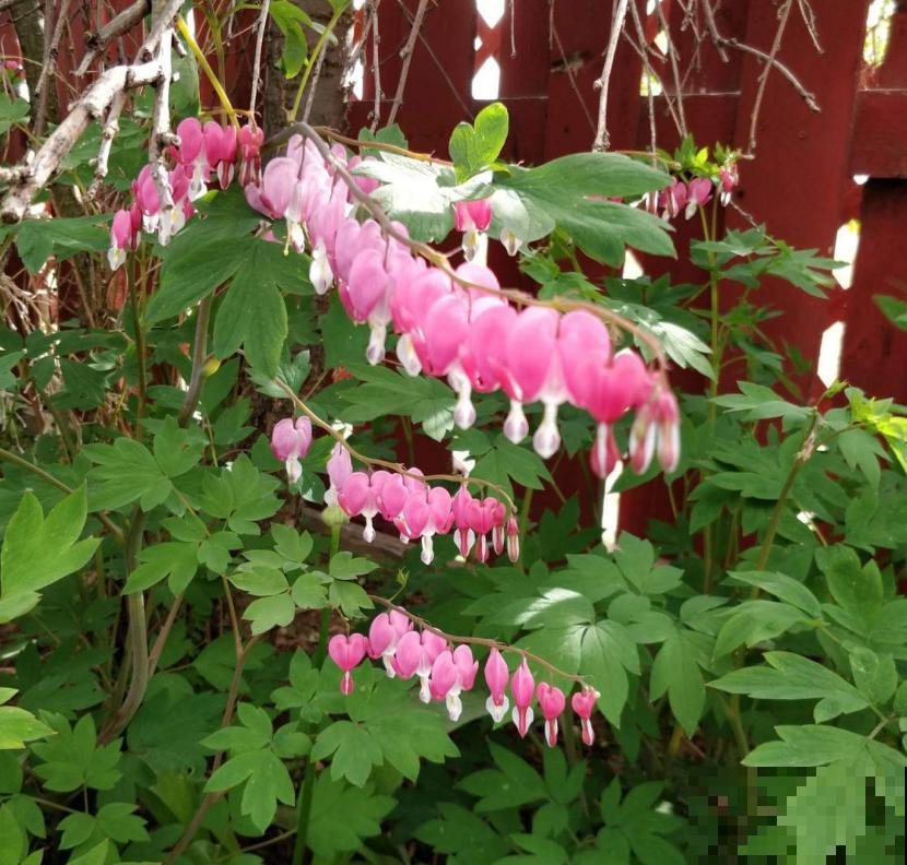 超别致的花卉,枝条上挂满荷包,故事凄美! 超别致的花卉,枝条上挂满荷包,故事凄美!