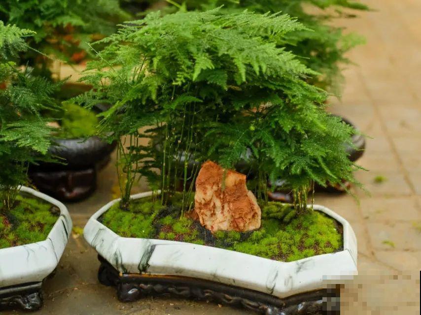 8种花，养嫩不养老，老了要多修剪！