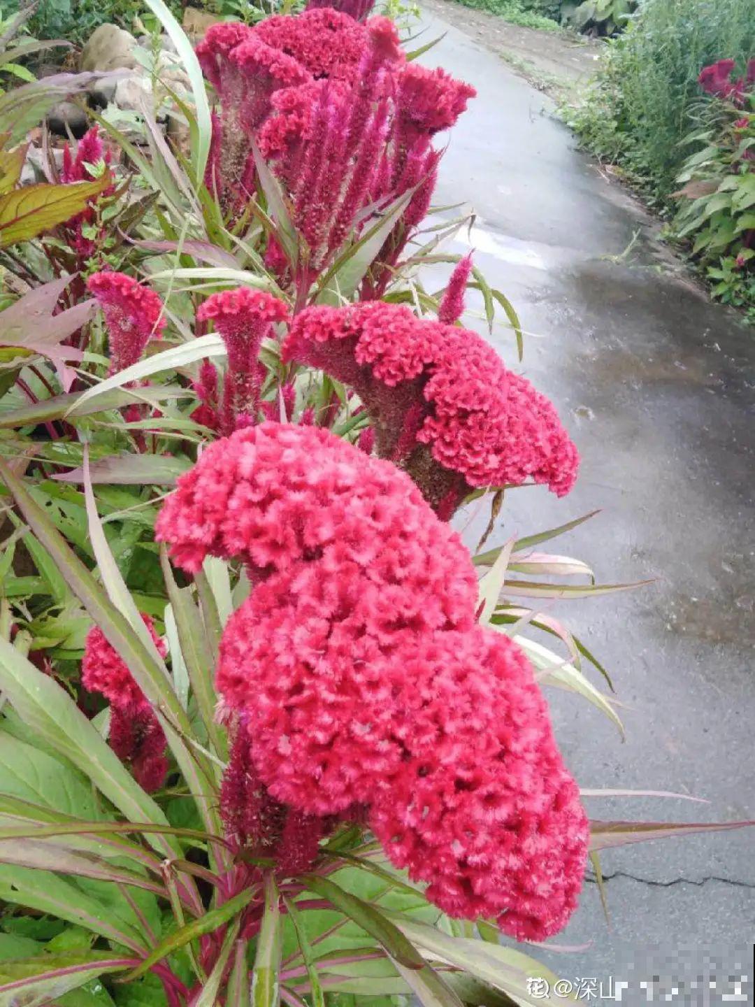 十一赏花图谱，看了啥花都认识，不用问别人！