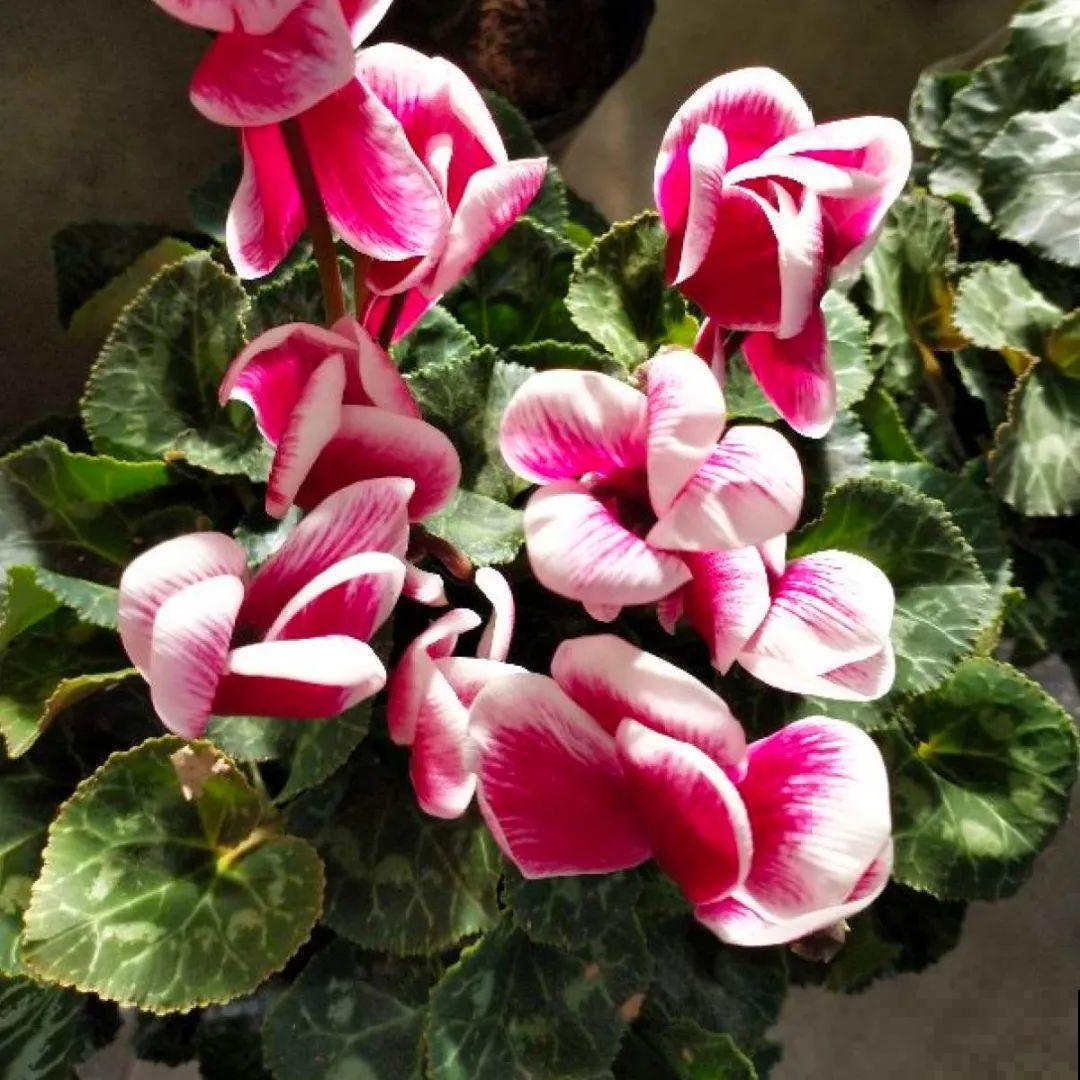 耐阴的仙客来，房间里养一盆，能开上百天！