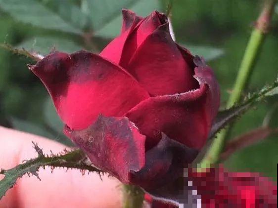 11月,千万别买这种花,养不活惹一肚子气! 11月,千万别买这种花,养不活惹一肚子气!