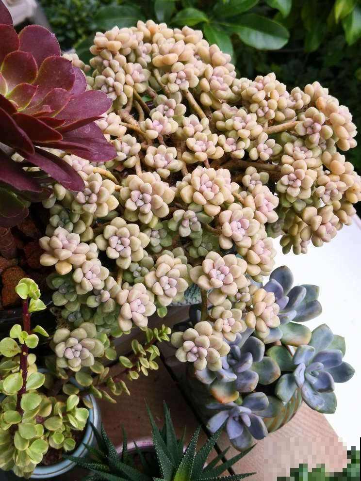 养花之后,多了一些“小癖好”,花友们中了哪几个? 养花之后,多了一些“小癖好”,花友们中了哪几个?