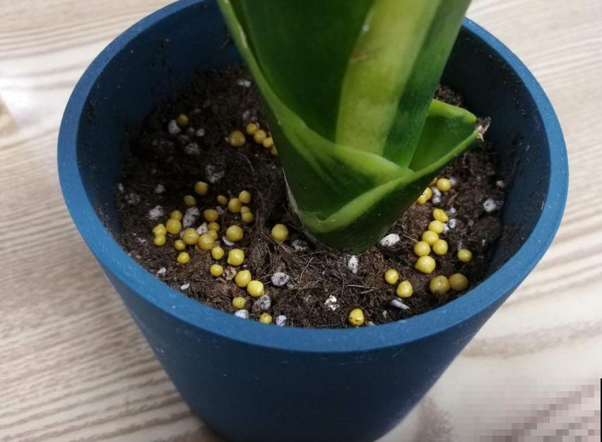 缓释肥要这么用,注意这3点,蹭蹭爆盆! 缓释肥要这么用,注意这3点,蹭蹭爆盆!