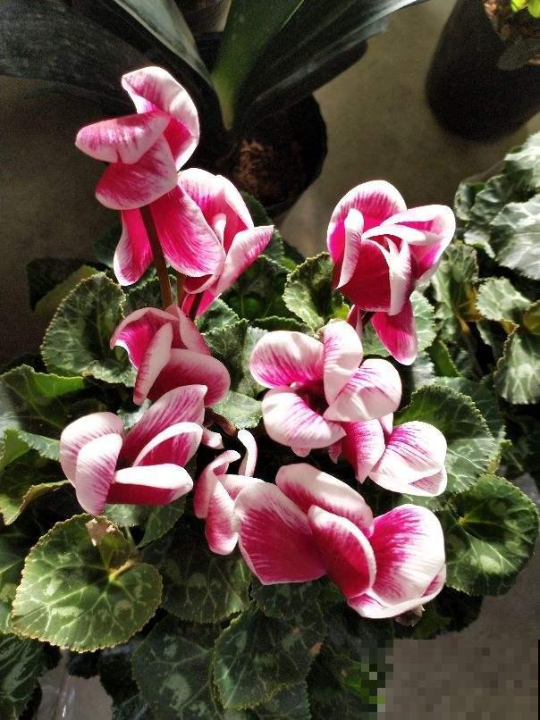 绿萝仙客来不抗冻,冬天容易黄叶烂根,套袋子保温效果好 绿萝仙客来不抗冻,冬天容易黄叶烂根,套袋子保温效果好