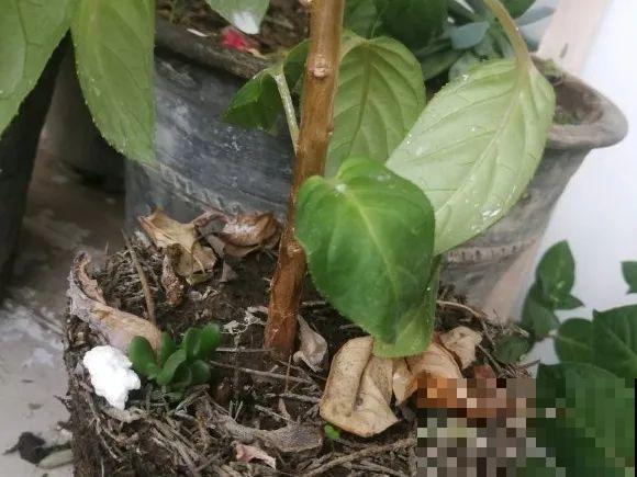 最大的长寿老桩,7年时间,养成盆景! 最大的长寿老桩,7年时间,养成盆景!