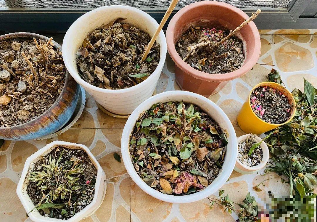 掉叶子第一名，10种花养成光杆，竟然还活着！