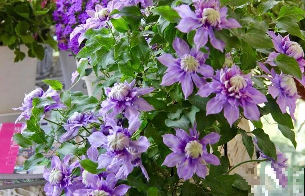 最适合院子种的花,皮实耐寒花期长,好养死不了! 最适合院子种的花,皮实耐寒花期长,好养死不了!