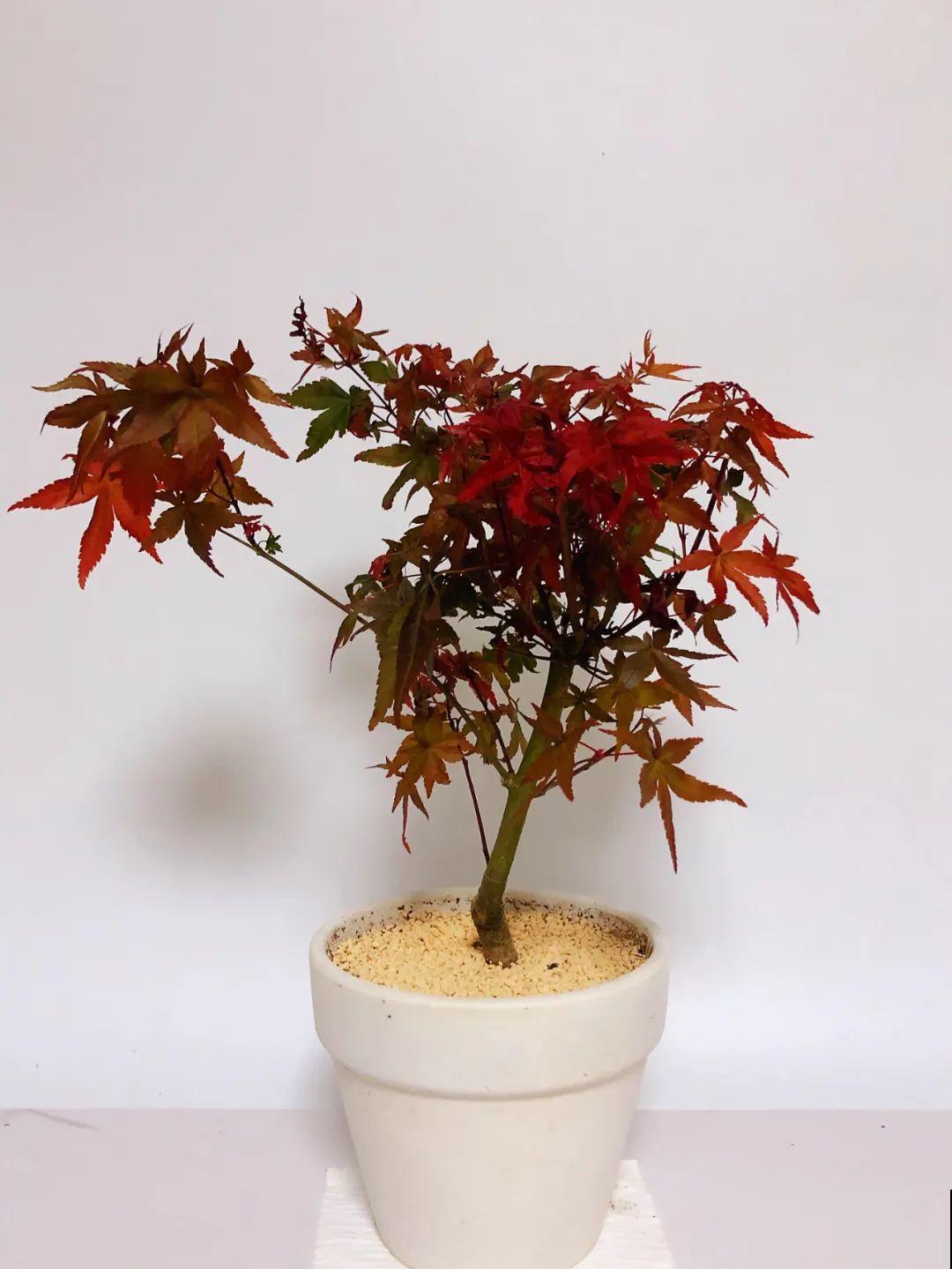 一种花名叫红舞姬,叶子红彤彤,养在家里红红火火 一种花名叫红舞姬,叶子红彤彤,养在家里红红火火