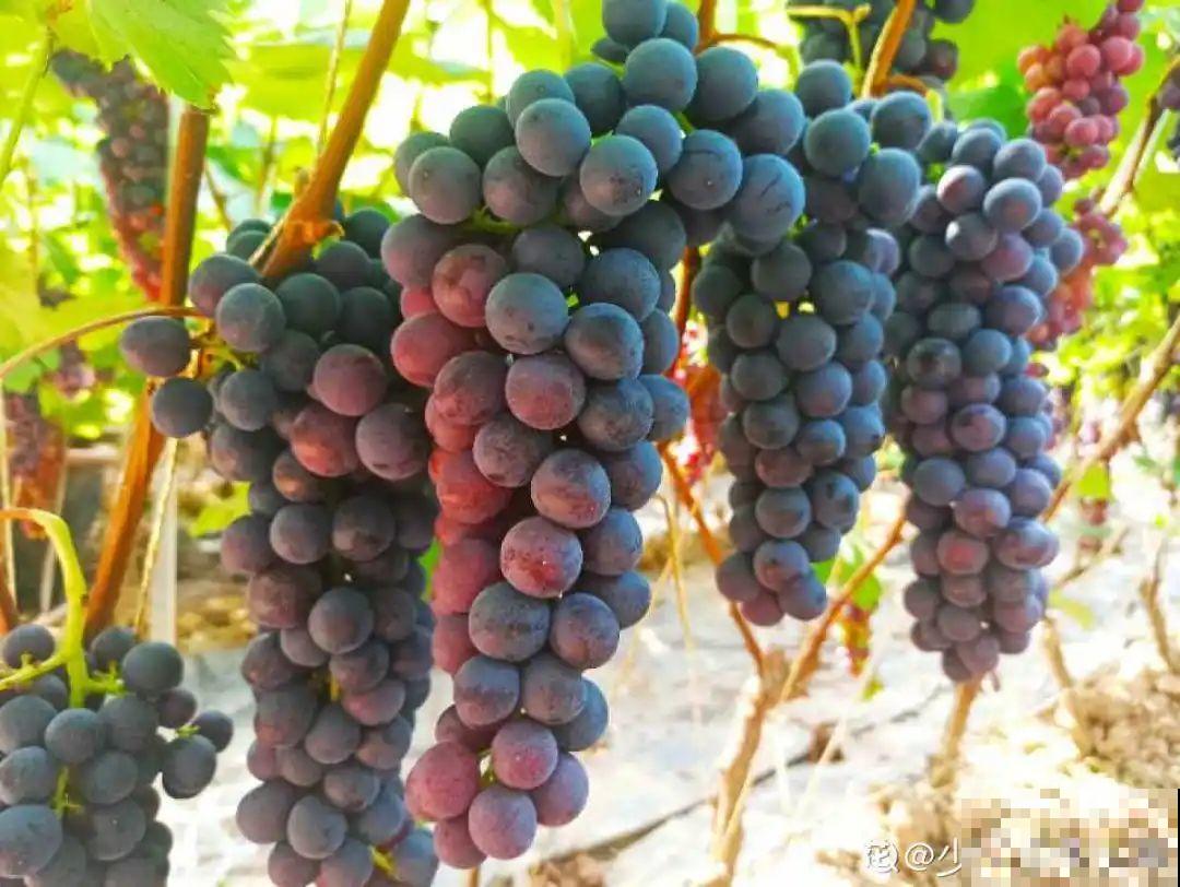 现在开始埋冬肥了,月季补一补,明年满枝爆花! 现在开始埋冬肥了,月季补一补,明年满枝爆花!