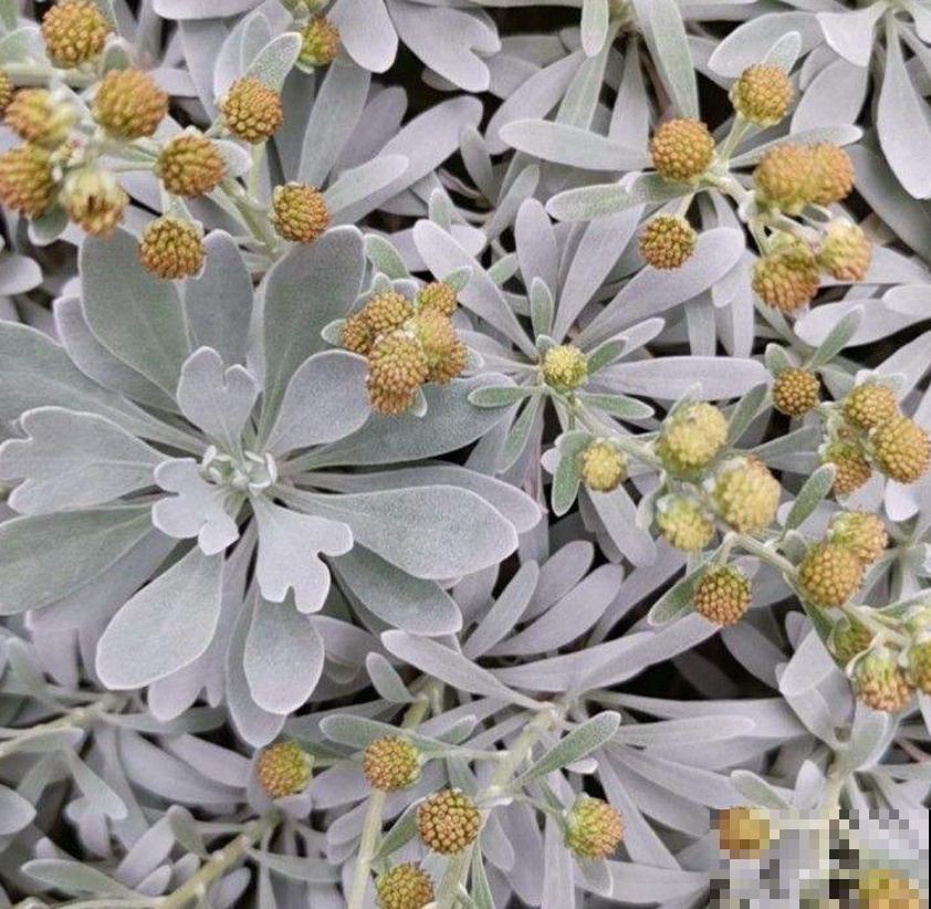 芙蓉菊这样养，花繁叶茂，蚊虫绕路走！