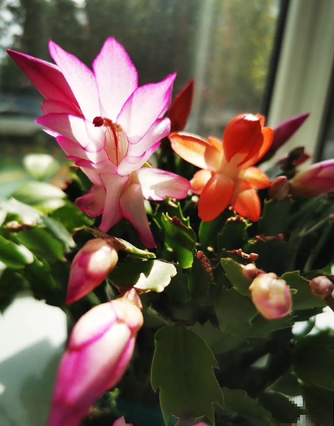 现在养蟹爪兰，1片叶子冒8朵花，下个月全开了！