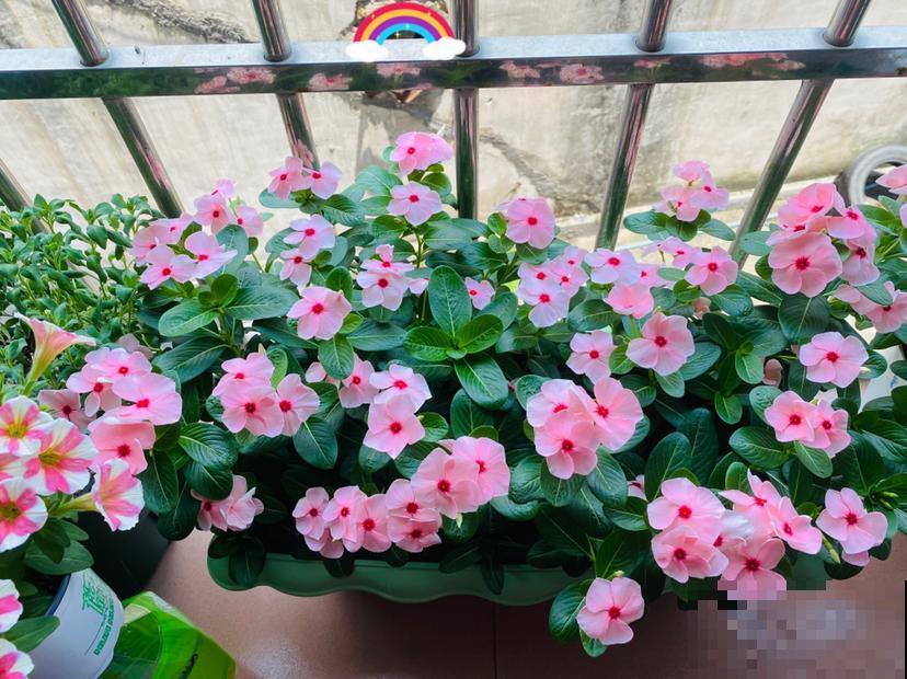 想省心就养这些花,没有病虫害,就爱开花! 想省心就养这些花,没有病虫害,就爱开花!