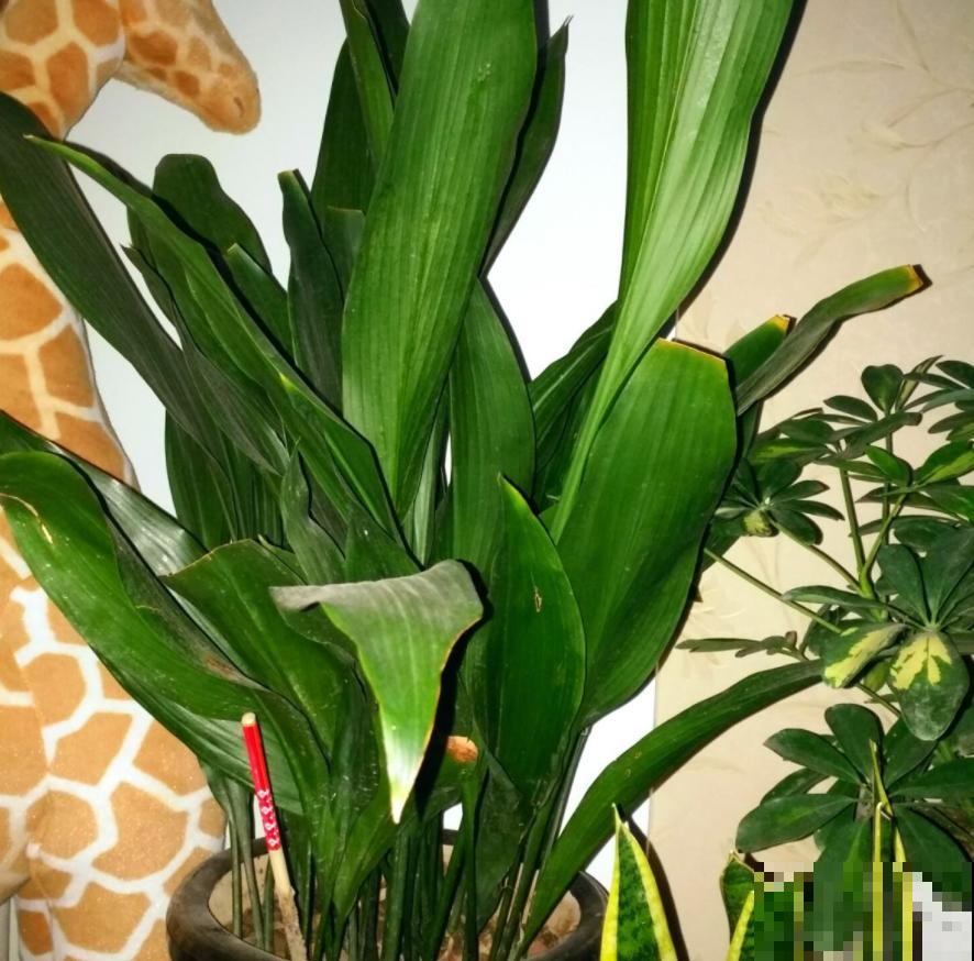 你家卫生间缺点啥？当然是吸臭花，祛味、杀菌超棒！