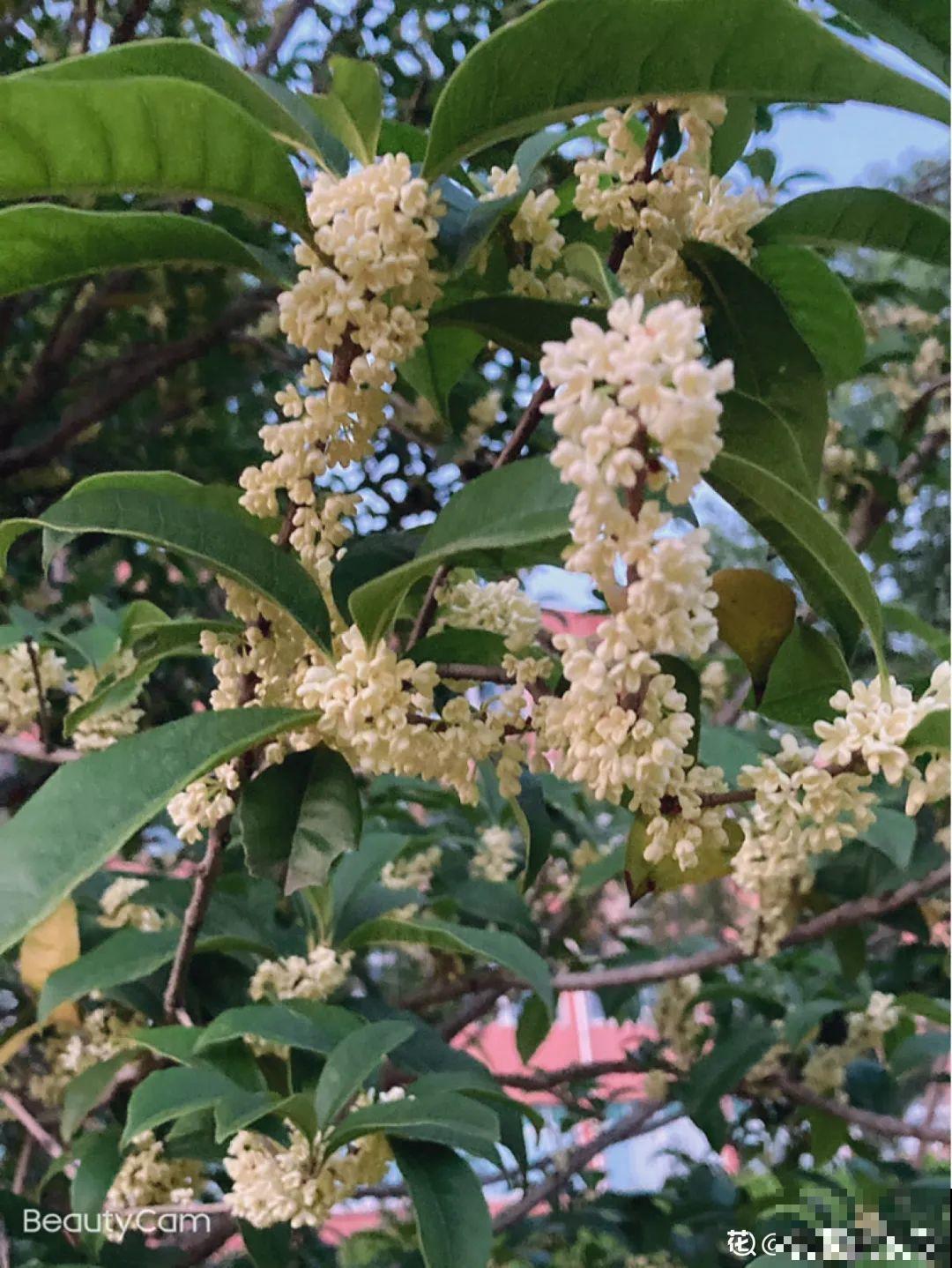 十一赏花图谱，看了啥花都认识，不用问别人！