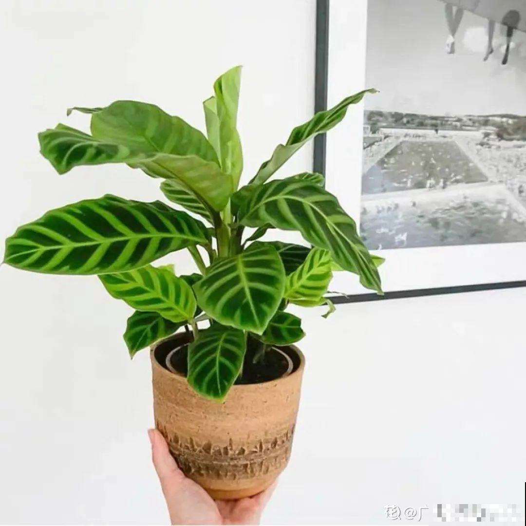 家里养盆它,变成绿色小森林,净化空气变氧吧! 家里养盆它,变成绿色小森林,净化空气变氧吧!