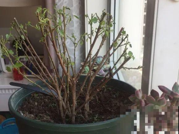 养花不能随意,一不小心就死翘翘,心太累! 养花不能随意,一不小心就死翘翘,心太累!