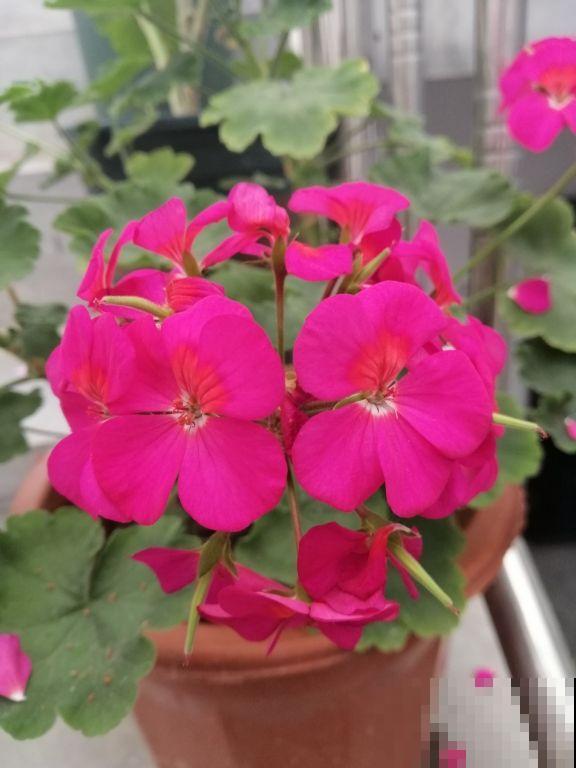 南北方养花有差别，要根据环境来养花，不能一概而论