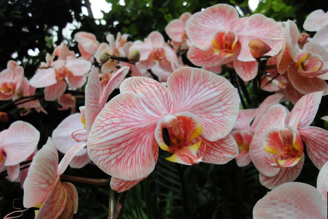 蓝色蝴蝶兰头一回见,一买就上当,养不活真生气! 蓝色蝴蝶兰头一回见,一买就上当,养不活真生气!