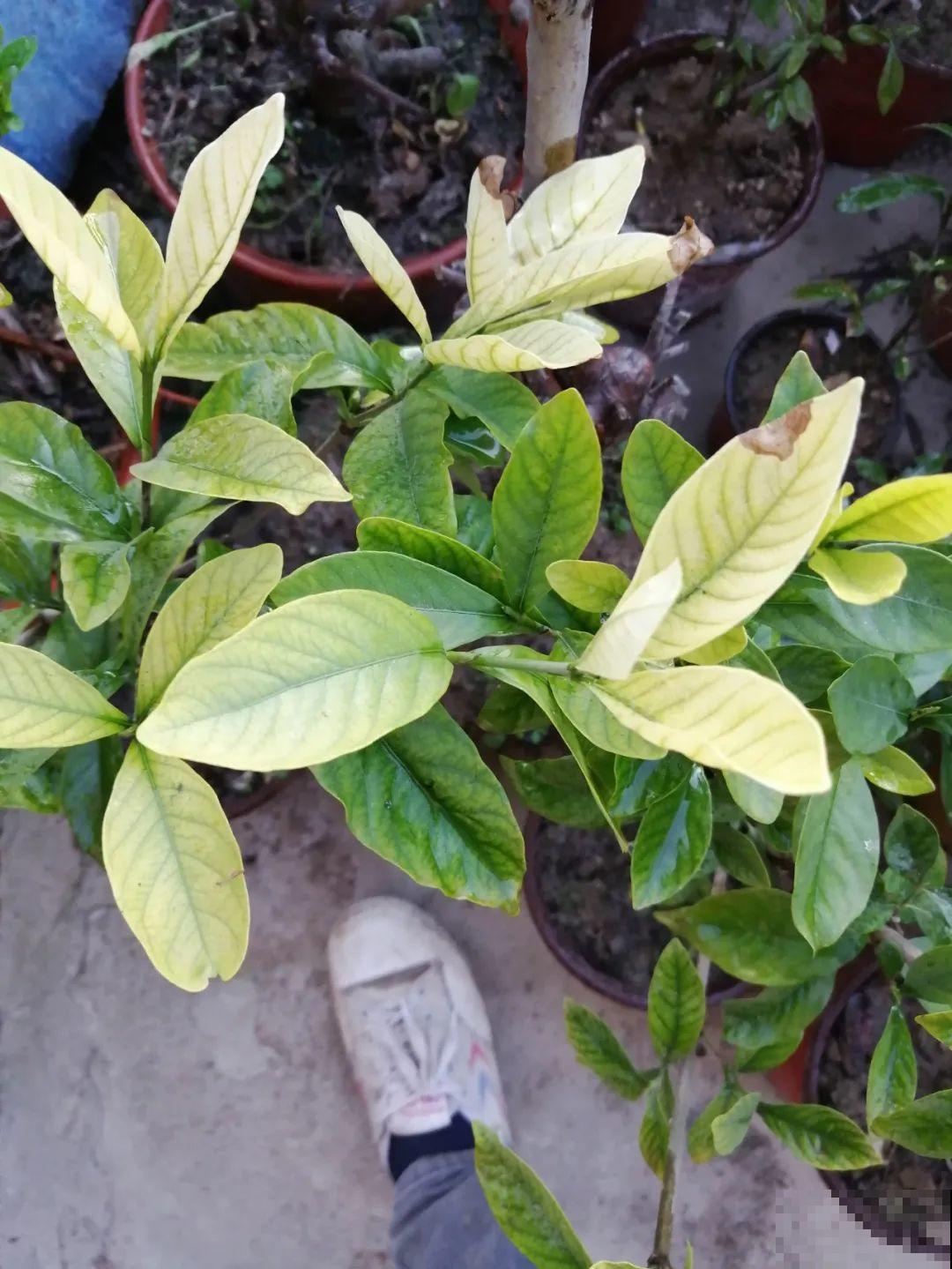 6种花爱吃醋,隔段时间喂口醋,叶子绿油油 6种花爱吃醋,隔段时间喂口醋,叶子绿油油