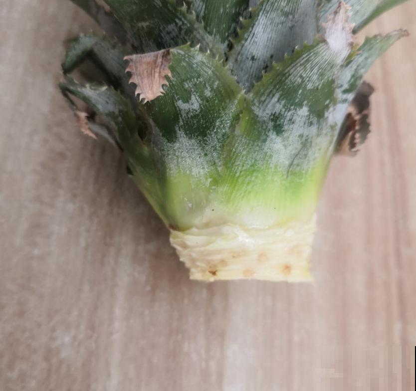 吃完的菠萝别扔，栽到土里还能活，养上几年能结果！