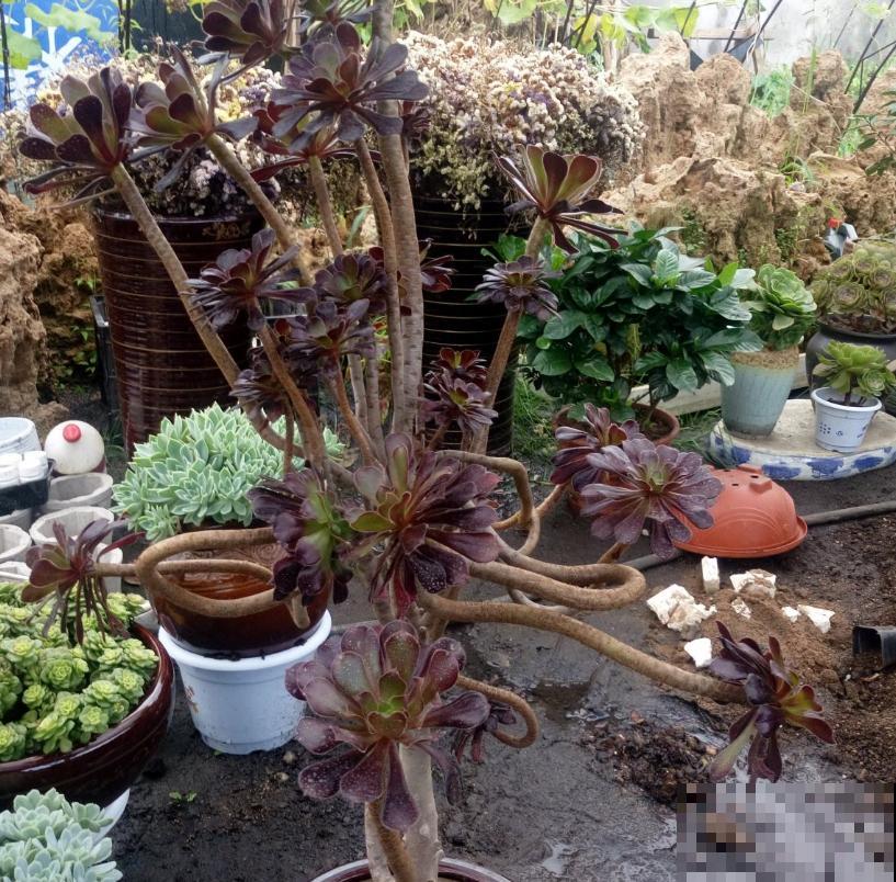 多肉撸叶有讲究，随便一撸，转头和你说拜拜！