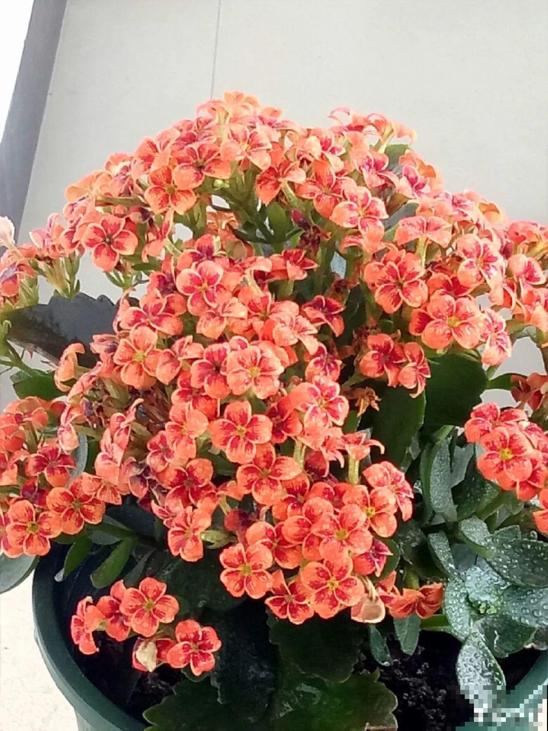 10种花少浇水，天冷容易涝根，旱一旱才长得旺