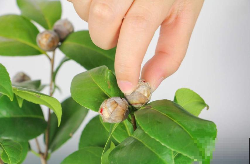 茶花疏蕾有讲究，时间、方法都不能随意，快学一学！